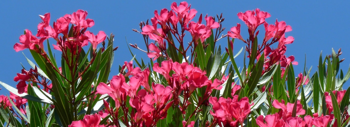 Oleander